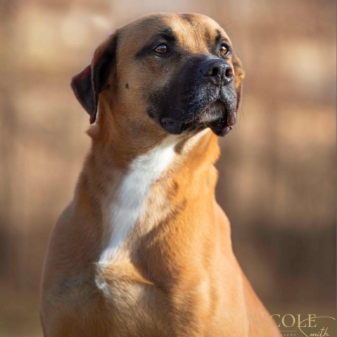 Petfinder bullmastiff store