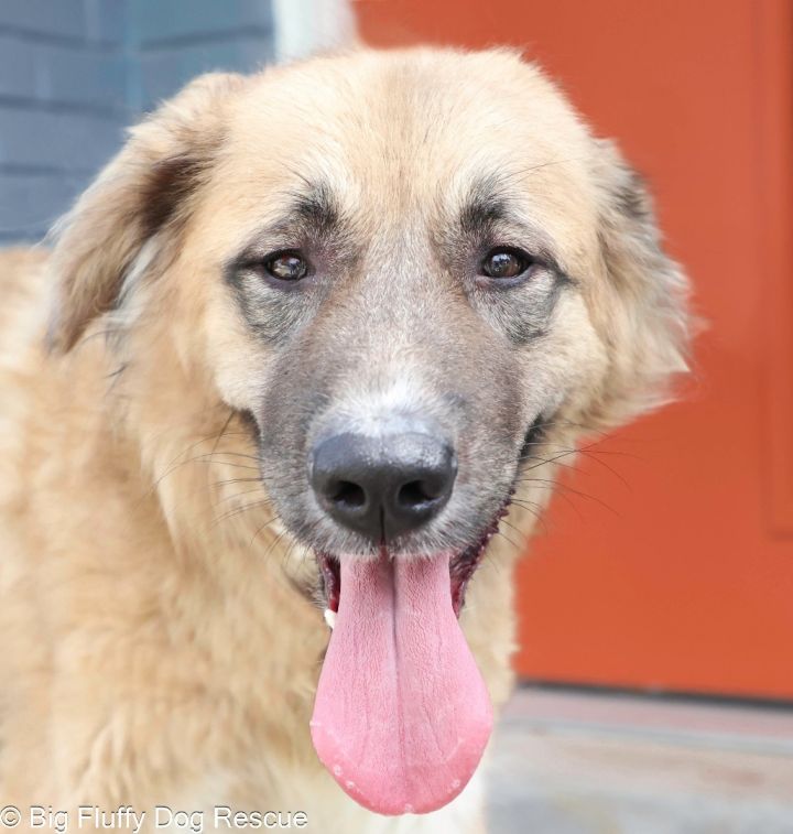 Big fluffy dog on sale rescue adoption fee