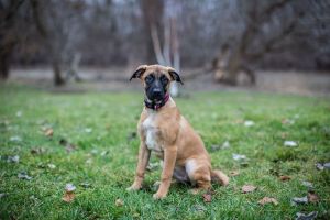 Tumble, Young Female Belgian Shepherd / Malinois