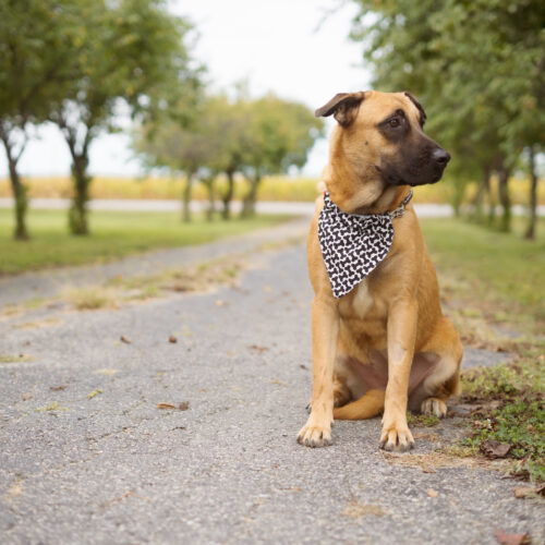 Tumble, an adoptable Belgian Shepherd / Malinois, Mastiff in Duart, ON, N0L 1H0 | Photo Image 2