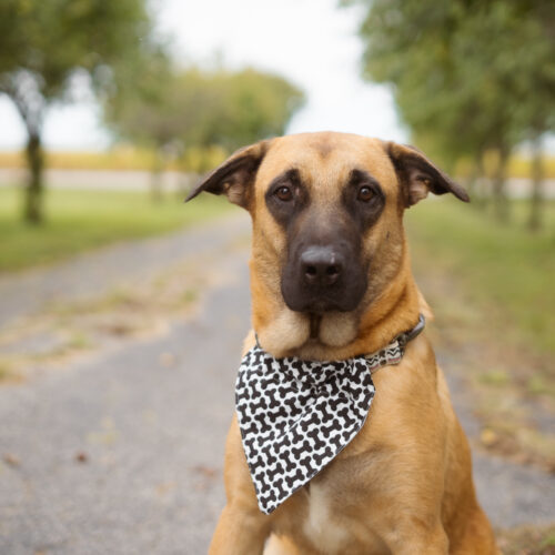 Tumble, an adoptable Belgian Shepherd / Malinois, Mastiff in Duart, ON, N0L 1H0 | Photo Image 3
