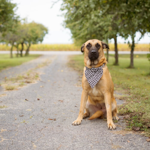 Tumble, an adoptable Belgian Shepherd / Malinois, Mastiff in Duart, ON, N0L 1H0 | Photo Image 4