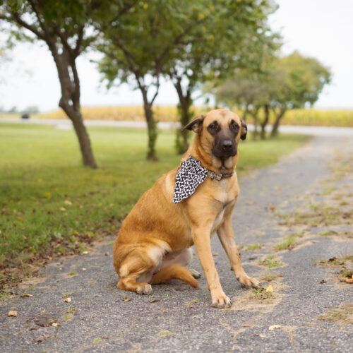 Tumble, an adoptable Belgian Shepherd / Malinois, Mastiff in Duart, ON, N0L 1H0 | Photo Image 5