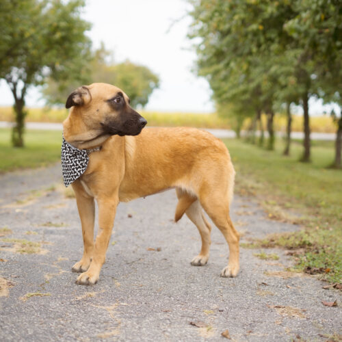 Tumble, an adoptable Belgian Shepherd / Malinois, Mastiff in Duart, ON, N0L 1H0 | Photo Image 6