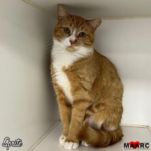 Meet Sprite the effervescent orange and white cat ready to sparkle in her new role as your dedicate