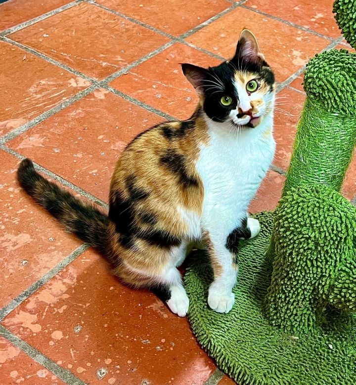 Mistletoe , an adoptable Calico in Uvalde, TX_image-1