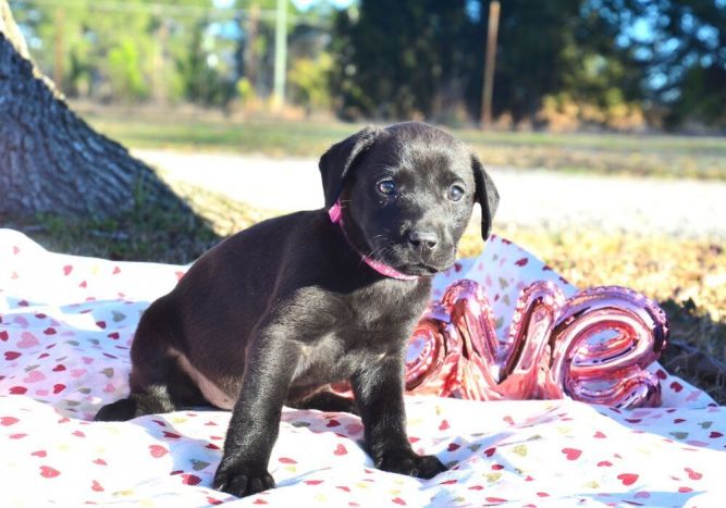 Chubby Puppies Lavender Labrador Motorized Dog NOT WORKING