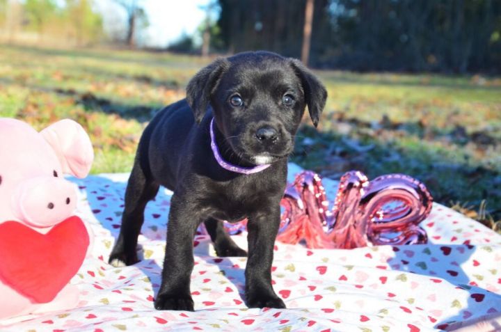 Chubby Puppies Lavender Labrador Motorized Dog NOT WORKING