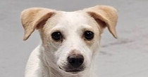 Meet Wishbone A Little Dog with a Big Heart Full of Hope Wishbone is a small but mighty Chihuahua mi