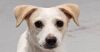 Wishbone photo 1