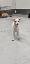 Wishbone photo 2