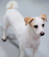 Wishbone photo 4