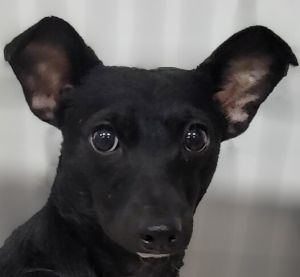 Meet Pretty Girl  This amazing little lady has the perfect name  She is a delightful very pretty 