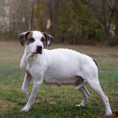 Peaches, an adoptable Pit Bull Terrier in Normal, IL, 61761 | Photo Image 3