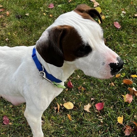 Peaches, an adoptable Pit Bull Terrier in Normal, IL, 61761 | Photo Image 4