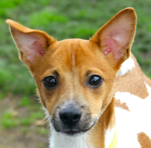 Basenji Pit Mix: Unveiling the Unique Canine Companion!