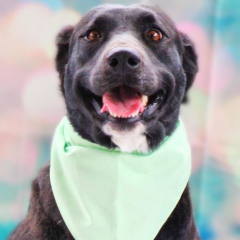 Alma JuM, an adoptable Black Labrador Retriever Mix in Brattleboro, VT_image-1
