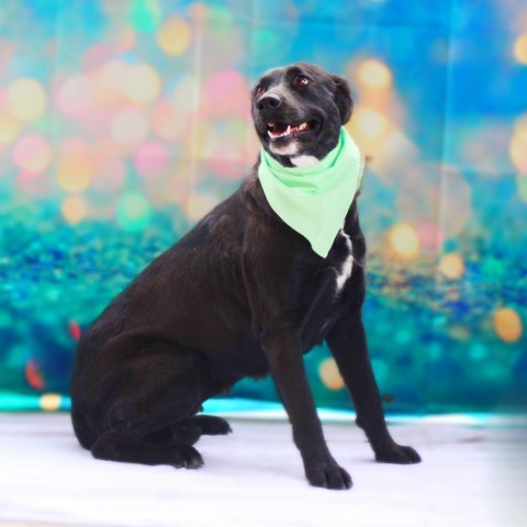 Alma JuM, an adoptable Black Labrador Retriever Mix in Waukesha , WI_image-3