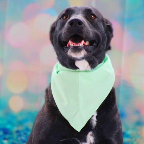 Alma JuM, an adoptable Black Labrador Retriever Mix in Waukesha , WI_image-5