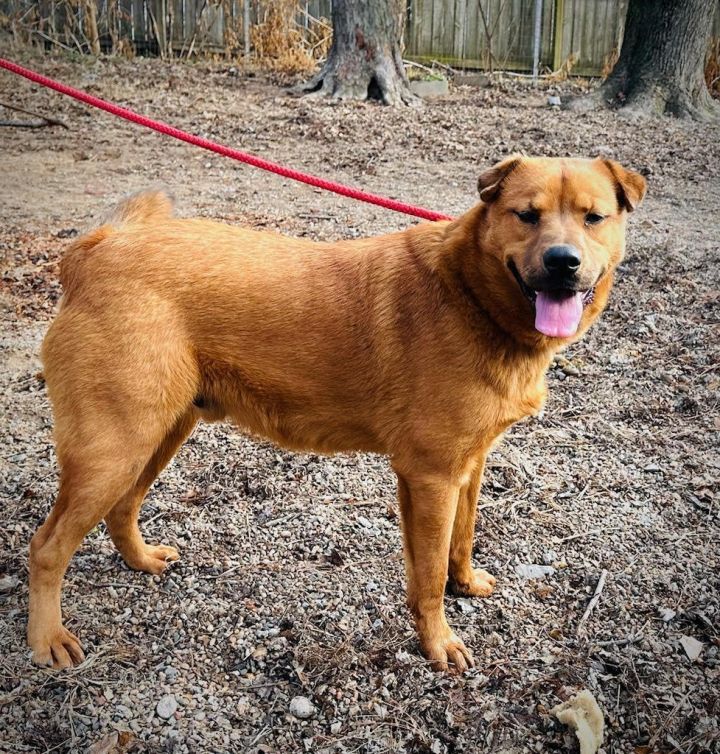 Catahoula chow hot sale mix