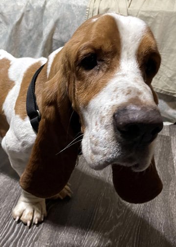 CHESTER, an adopted Basset Hound in Mays Landing, NJ_image-1
