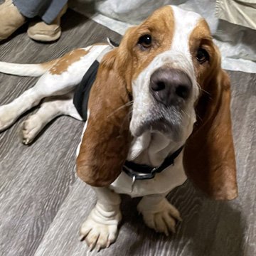 CHESTER, an adopted Basset Hound in Mays Landing, NJ_image-2