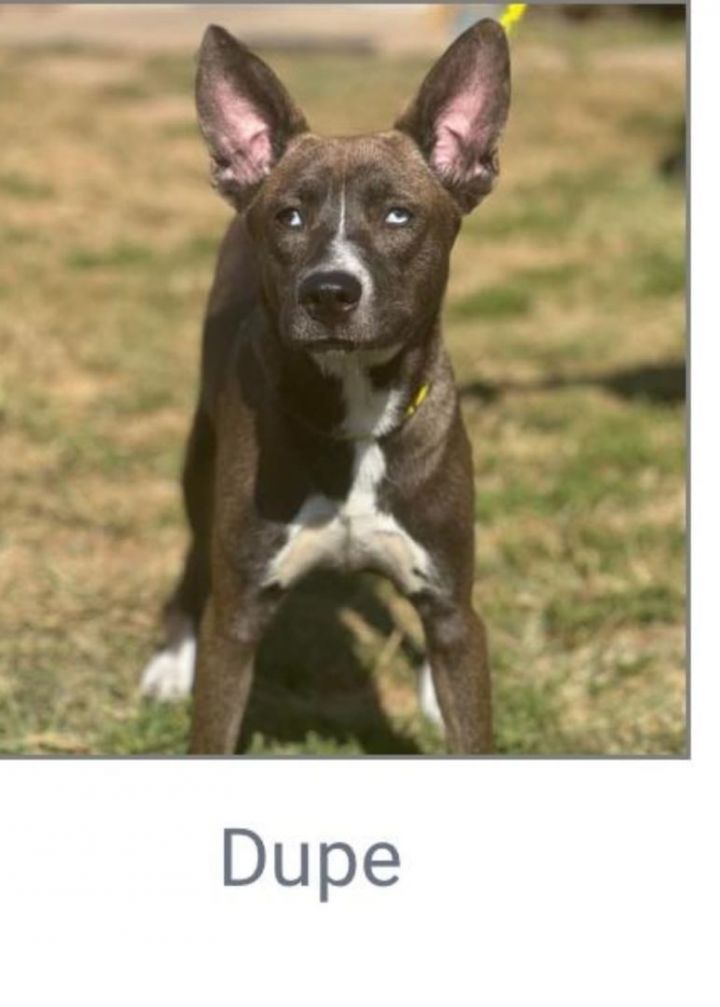 Dupe, an adoptable Husky & Pit Bull Terrier Mix in Martinsburg, WV_image-2