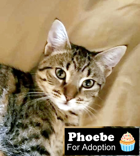 Phoebe, an adoptable Tabby in Miami, FL_image-4