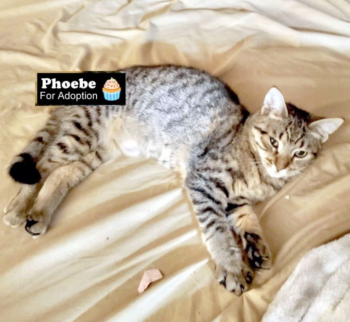 Phoebe, an adoptable Tabby in Killingly, CT_image-3
