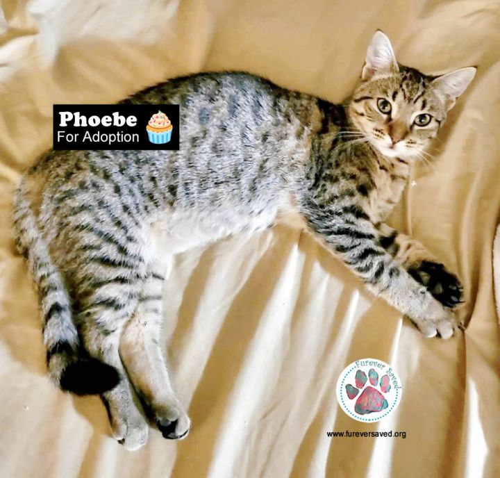 Phoebe, an adoptable Tabby in Killingly, CT_image-4