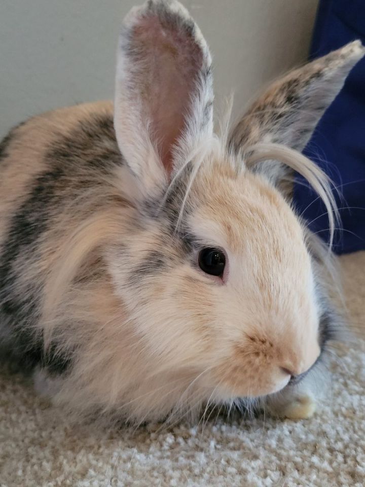 Mocha, an adoptable Lionhead & Harlequin Mix in Los Angeles, CA_image-5