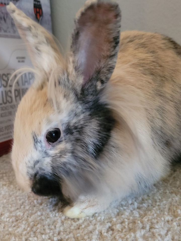 Mocha, an adoptable Lionhead & Harlequin Mix in Los Angeles, CA_image-6