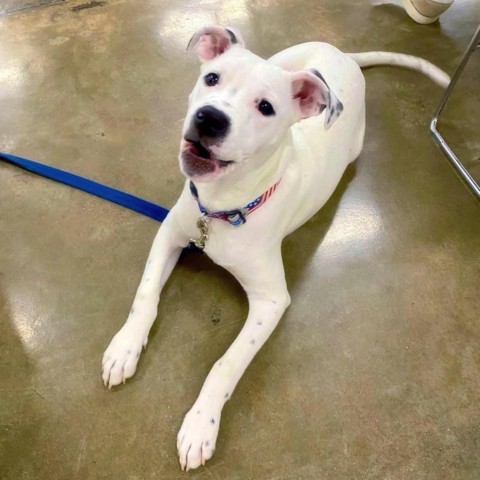 Ralphie, an adoptable American Bulldog & American Staffordshire Terrier Mix in Little Rock, AR_image-1