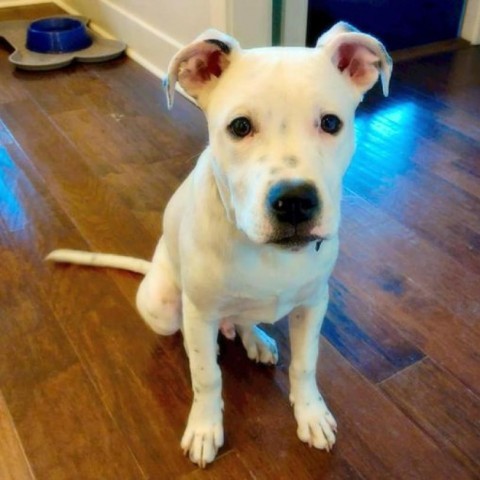 Ralphie, an adoptable American Bulldog & American Staffordshire Terrier Mix in Little Rock, AR_image-5