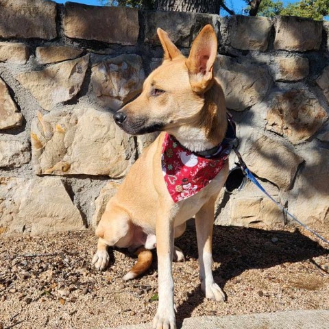 Basenji australian shepherd store mix