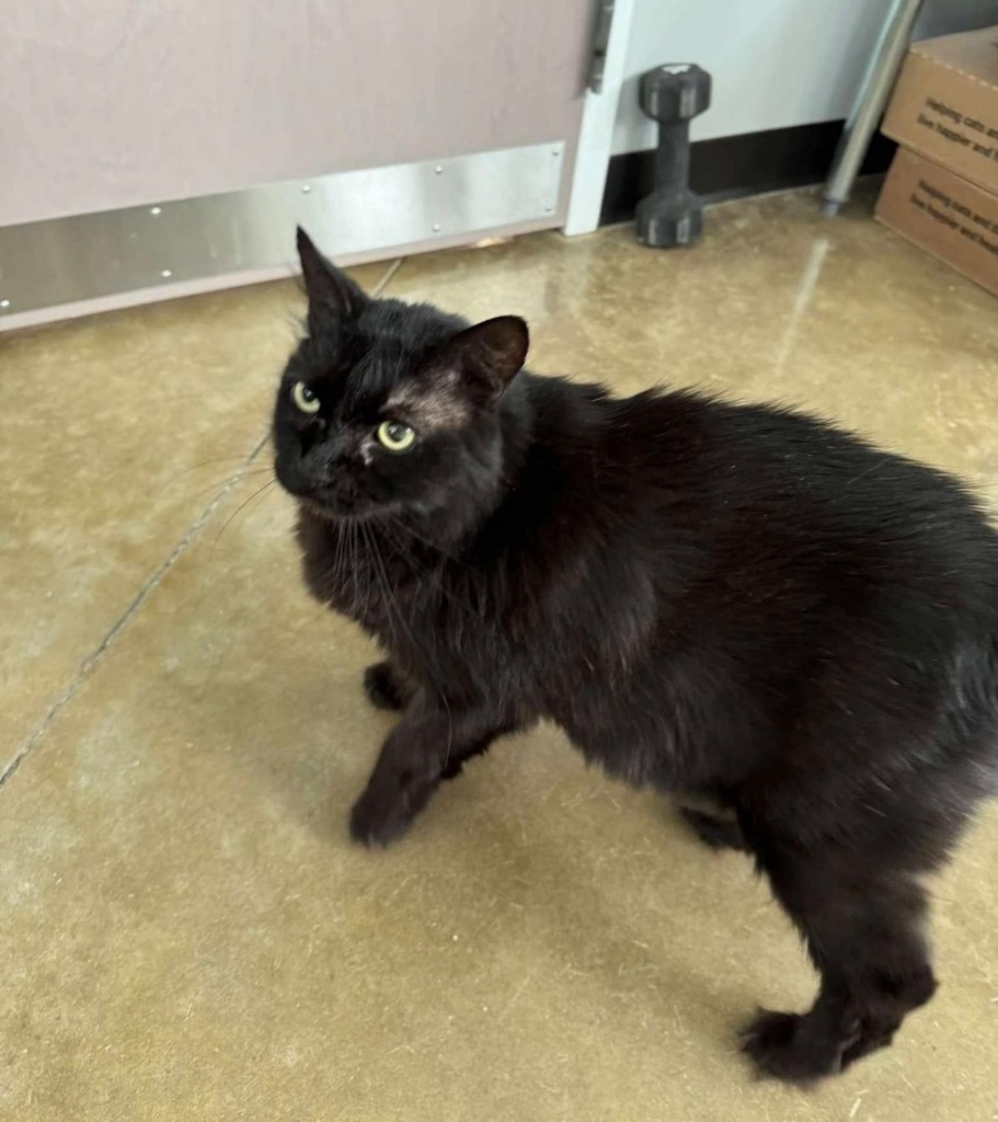 Vincenzo, an adoptable Domestic Long Hair in Gorham, ME, 04038 | Photo Image 5