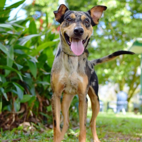 Hobbes, an adoptable Mixed Breed in Kailua Kona, HI, 96740 | Photo Image 1