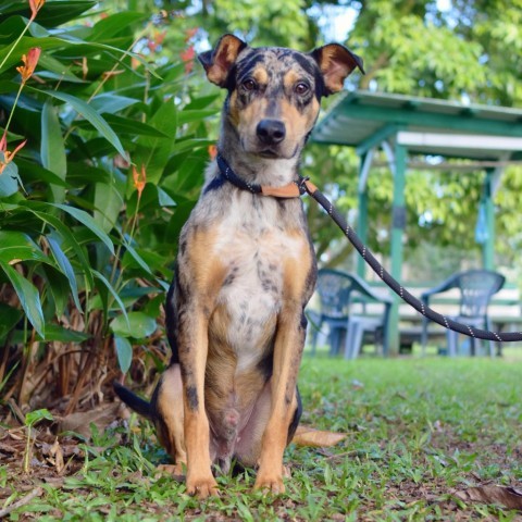Hobbes, an adoptable Mixed Breed in Kailua Kona, HI, 96740 | Photo Image 2