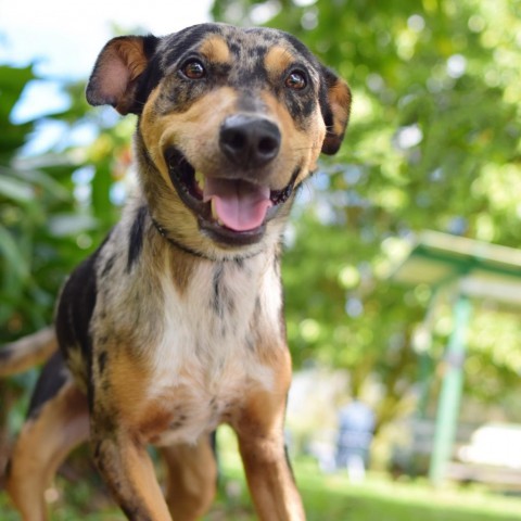 Hobbes, an adoptable Mixed Breed in Kailua Kona, HI, 96740 | Photo Image 3