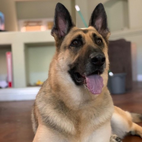 Dog for adoption - Zoe, a German Shepherd Dog in North Las Vegas, NV ...