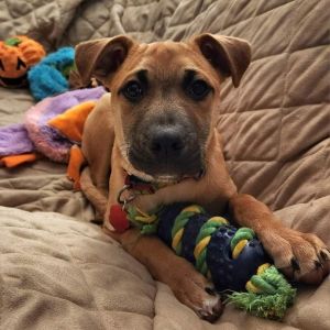 Can Your Dog Really Have Too Many Toys? - NorthPoint Pets & Company