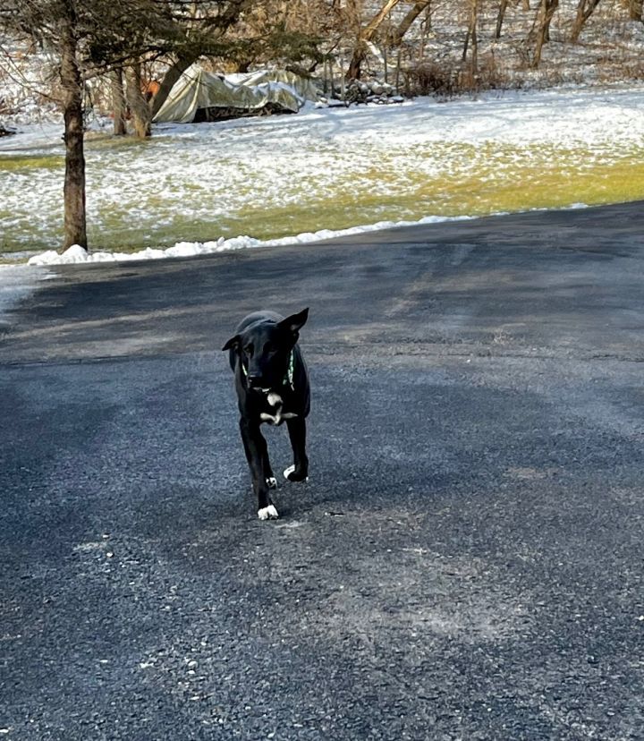 Lenny, an adoptable Labrador Retriever & Black Labrador Retriever Mix in Omaha, NE_image-3
