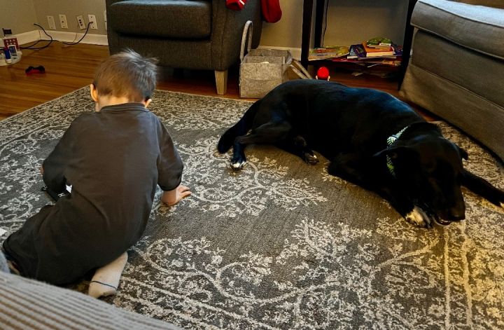 Lenny, an adoptable Labrador Retriever & Black Labrador Retriever Mix in Omaha, NE_image-5