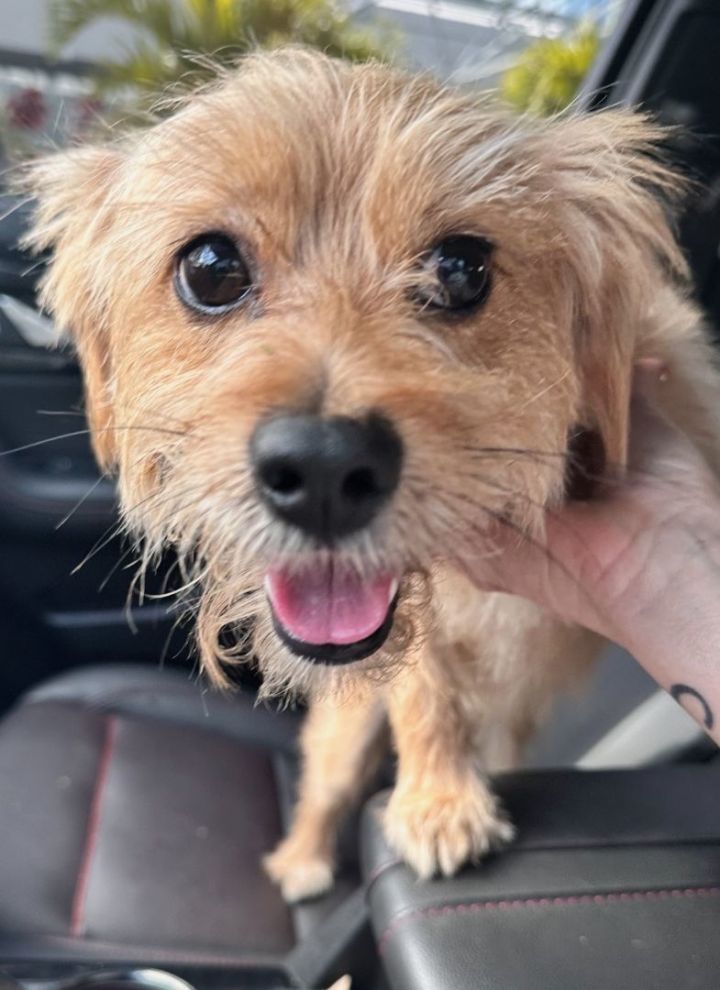 Border terrier best sale yorkie mix puppies