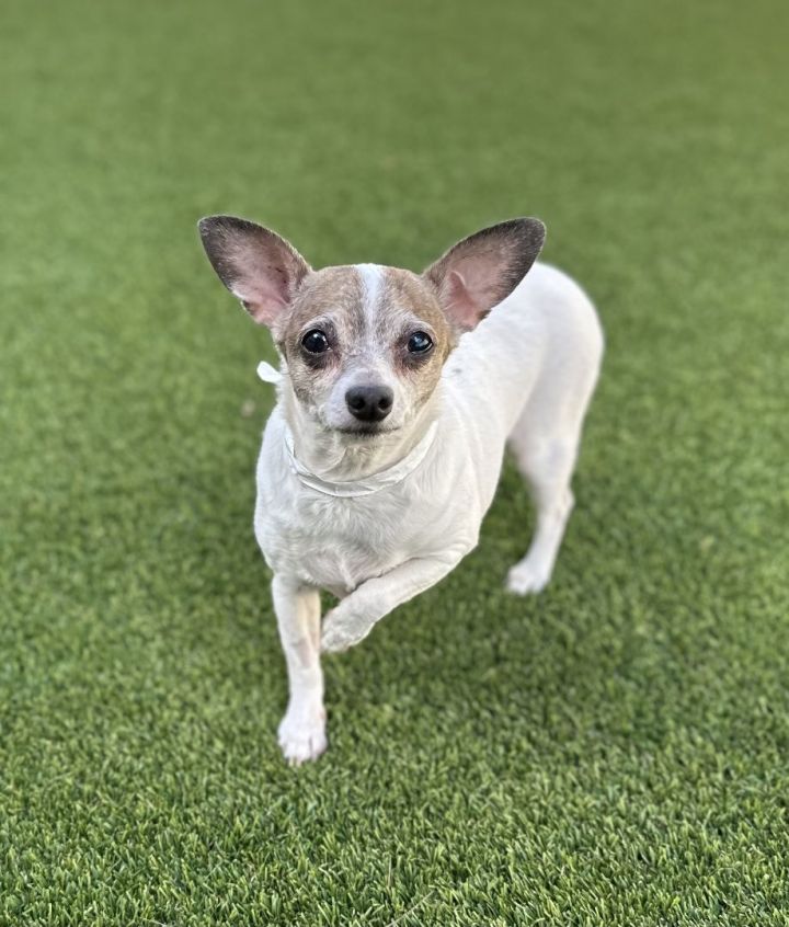 Romeo 3 , an adopted Chihuahua in Los Alamitos, CA_image-2