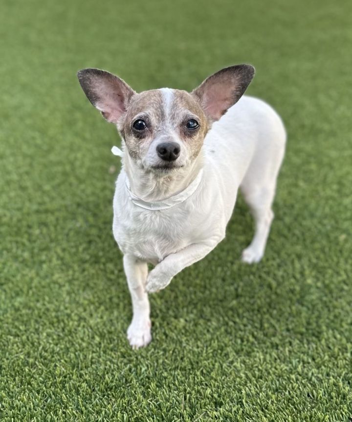 Romeo 3 , an adopted Chihuahua in Los Alamitos, CA_image-4