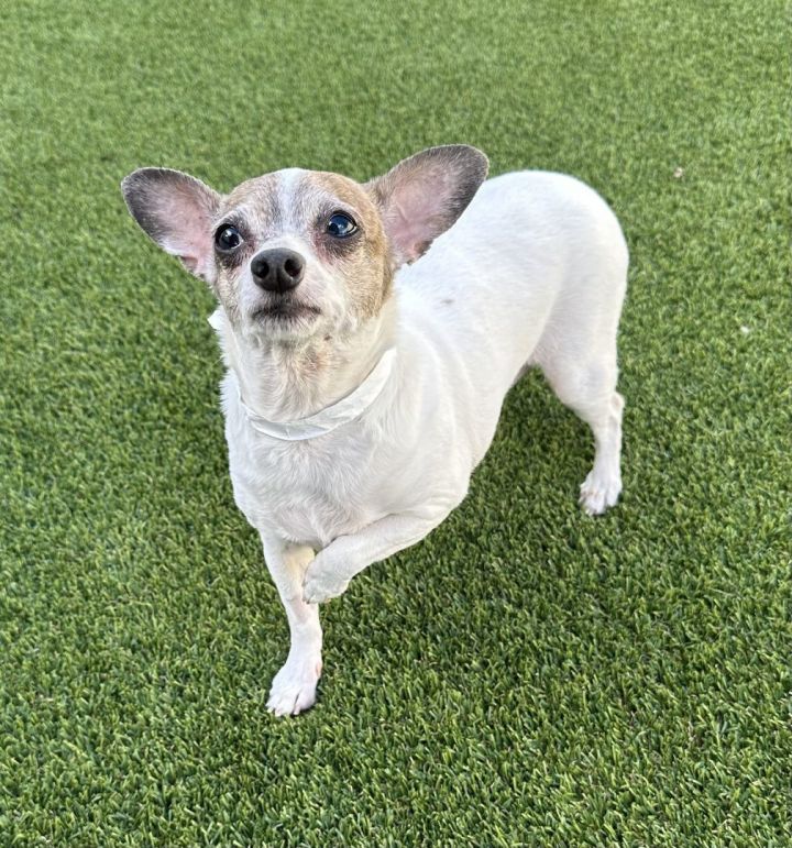 Romeo 3 , an adopted Chihuahua in Los Alamitos, CA_image-6