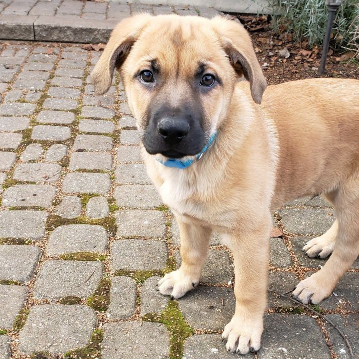 Mastiff shepherd best sale mix puppies