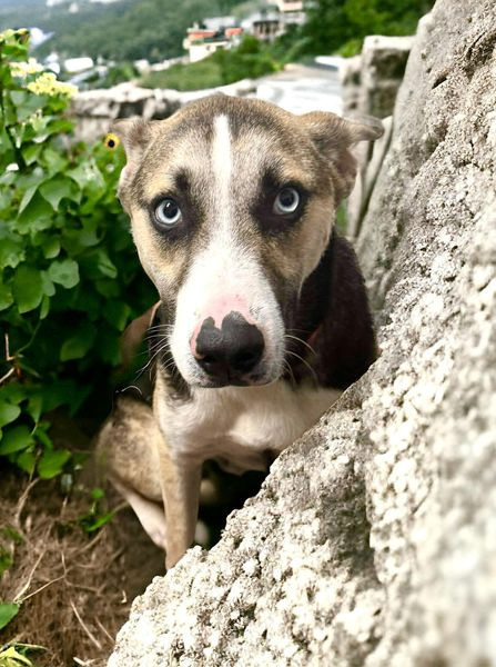 Dog for adoption - Spike, a German Shepherd Dog & Husky Mix in