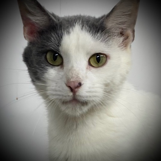 Sissy, an adoptable Domestic Short Hair in Pittsfield, IL, 62363 | Photo Image 1